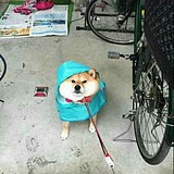 猫头鹰咕咕的头像