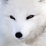 摄影师郑凯文的头像