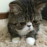 Zorayuyu的头像