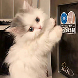 小郭爱吃肉的头像