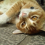 catkeita的头像