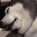 不死败类的头像