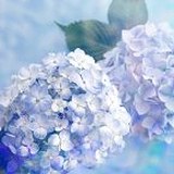 静听一季花开的头像