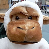 whitegorilla的头像