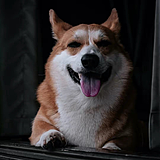 Fitcorgi的头像