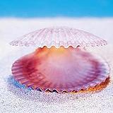 蓝海贝的头像