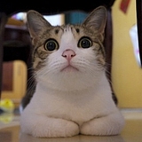 猫毛蠕的头像