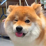 是啊啊啊阿黑呀的头像