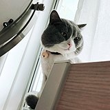 猫猫大人的头像