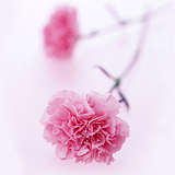 zhangxuefang的头像