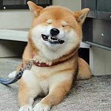 角飞的头像
