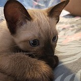 吧啦嗝的头像