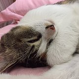猫97_的头像