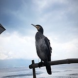黄小聪的头像