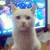 小斩的头像