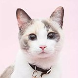 Meoow丶的头像