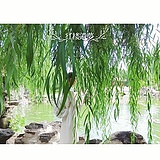 钮祜禄嬛朱君的头像