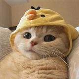 丶猫猫的头像