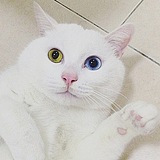 gattodolce的头像