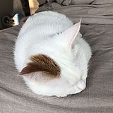 猫贱贱的头像