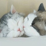 豹豹灰的头像