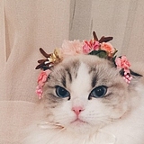 蠢笨的猫的头像