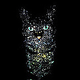 暮色下的猫的头像