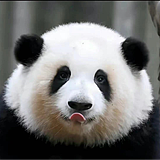 小李子的奥斯卡的头像