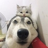 睡眠的不足的头像