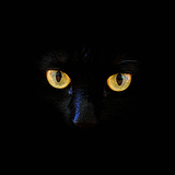 荒野里的猫的头像