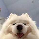 DDXRR的头像