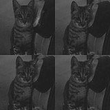 FelicityCat的头像