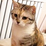 tarairis的头像