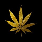 AKASUNNY的头像