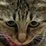 leeleecats的头像