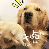 dinghui771881的头像