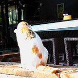 marunana的头像
