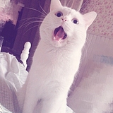 三美味的头像