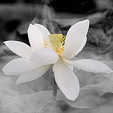 荷花坞里的头像