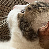 lazycats的头像