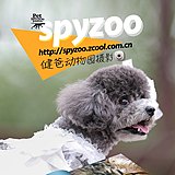 spyzoo的头像