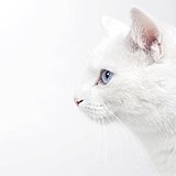 夜猫妖的头像