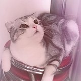 司攸的头像