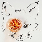 ZY张云的头像