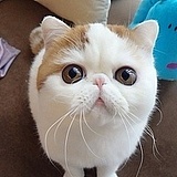 双小双l的头像