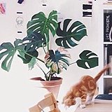 N1_nanA的头像