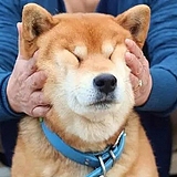 skave的头像