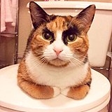 用戶頭像