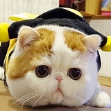 轻微ci的头像