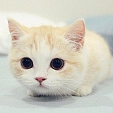 古德猫宁霜的头像